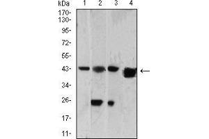 Western blot analysis using SH3GL1 mouse mAb against HepG2 (1), A549 (2), HT-29 (3), and PC-12 (4) cell lysate. (SH3GL1 anticorps  (AA 12-119))