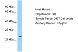 Image no. 1 for anti-Iodotyrosine Deiodinase (IYD) (AA 22-71) antibody (ABIN6750051)