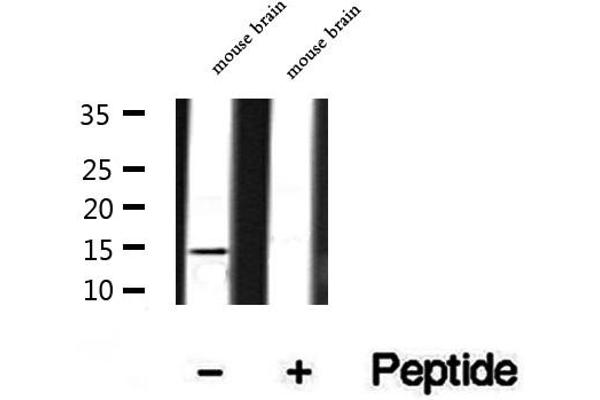 SNAPIN antibody  (N-Term)