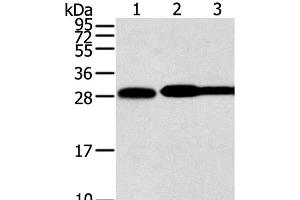 Western Blot analysis of Hela, lovo and A431 cell using STX10 Polyclonal Antibody at dilution of 1:800 (Syntaxin 10 anticorps)