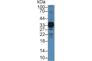 Western Blot; Sample: Mouse Liver lysate; Primary Ab: 2µg/mL Rabbit Anti-Bovine CTSS Antibody Second Ab: 0.