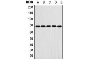Western blot analysis of Fibulin 1 expression in A431 (A), A549 (B), HeLa (C), NIH3T3 (D), H9C2 (E) whole cell lysates.