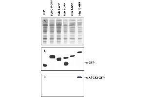 Immunoblot of APG12 fusion protein. (ATG12 anticorps)