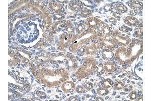 SLC12A1 antibody was used for immunohistochemistry at a concentration of 4-8 ug/ml to stain Epithelial cells of renal tubule (arrows) in Human Kidney. (SLC12A1 anticorps)