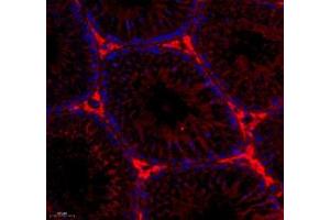 Immunofluorescence of paraffin embedded rat testis using VIRL2 (ABIN7076206) at dilution of 1: 700 (200x lens)