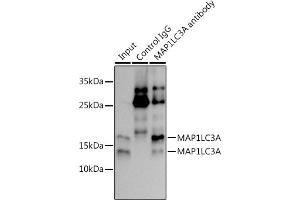 Immunoprecipitation analysis of 300 μg extracts of NIH/3T3 cells using 3 μg MLC3A antibody (ABIN7268517).