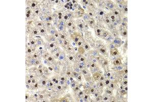 Immunohistochemistry of paraffin-embedded rat liver using HIRIP3 antibody. (HIRIP3 anticorps)