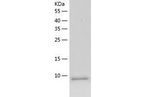 Western Blotting (WB) image for Chemokine (C-C Motif) Ligand 3 (CCL3) (AA 24-92) protein (His tag) (ABIN7122299)