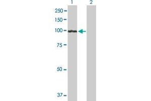 Western Blot analysis of UVRAG expression in transfected 293T cell line by UVRAG MaxPab polyclonal antibody. (UVRAG anticorps  (AA 1-699))