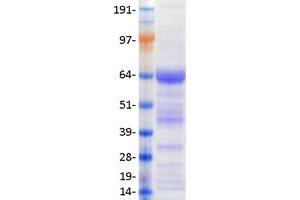 Validation with Western Blot (NR4A1 Protein (Transcript Variant 1) (Myc-DYKDDDDK Tag))