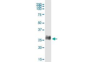 BST2 MaxPab rabbit polyclonal antibody. (BST2 anticorps  (AA 1-180))