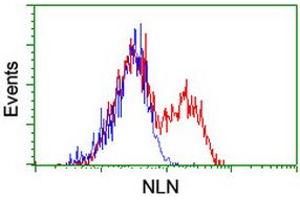 HEK293T cells transfected with either RC212447 overexpress plasmid (Red) or empty vector control plasmid (Blue) were immunostained by anti-NLN antibody (ABIN2455579), and then analyzed by flow cytometry. (NLN anticorps)