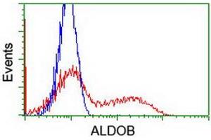 HEK293T cells transfected with either RC220062 overexpress plasmid (Red) or empty vector control plasmid (Blue) were immunostained by anti-ALDOB antibody (ABIN2454576), and then analyzed by flow cytometry. (ALDOB anticorps)