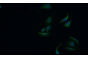 Detection of HSPA5 in Human HepG2 cell using Monoclonal Antibody to Heat Shock 70 kDa Protein 5 (HSPA5)