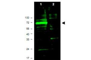 Western blot using Hif3a polyclonal antibody  shows detection of aband ~72 KDa corresponding to mouse Hif3a (arrowhead). (HIF3A anticorps  (AA 581-592))