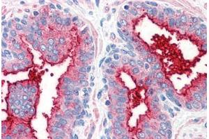 Anti-CD26 antibody  ABIN960764 IHC staining of human prostate. (DPP4 anticorps  (Internal Region))