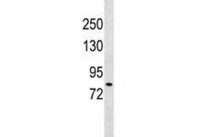 DCLK2 antibody western blot analysis in 293 lysate.