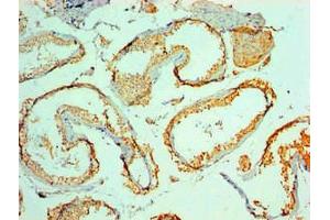 Immunohistochemical of paraffin-embedded Human testis tissue using ABIN7160392 at dilution of 1:200.