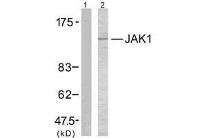 Western blot analysis of extracts from MCF7 cells using JAK1 (Ab-1022) antibody (E021119). (JAK1 anticorps)
