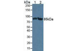 Figure. (PFKP anticorps  (AA 354-570))
