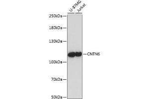 Western blot analysis of extracts of various cell lines, using CNTN6 antibody (ABIN7266496) at 1:1000 dilution. (Contactin 6 anticorps  (AA 20-110))