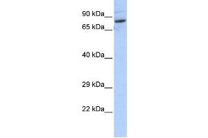 Western Blotting (WB) image for anti-serine Palmitoyltransferase, Long Chain Base Subunit 2 (SPTLC2) antibody (ABIN2459217) (SPTLC2 anticorps)