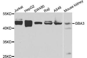 Western blot analysis of extracts of various cells, using GBA3 antibody.