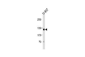 SGOL2 Antibody (Center) (ABIN1881800 and ABIN2838980) western blot analysis in U-937 cell line lysates (35 μg/lane). (SGOL2 anticorps  (AA 391-419))