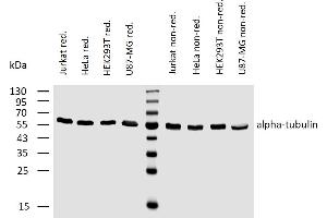 Western blotting analysis of human alpha-tubulin using mouse monoclonal antibody TU-02 on lysates (50 mM TRIS-Cl pH  6. (alpha Tubulin anticorps)