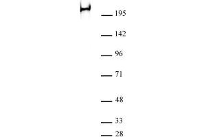 RNA pol II phospho Ser2 antibody (mAb) (Clone 3E7C7) tested by Western blot. (Rpb1 CTD anticorps  (Ser2))