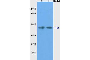 L1 mouse testis lysates, L2 mouse liver lysates probed with Anti-SHBG Polyclonal Antibody, Unconjugated (ABIN738771) at 1:200 in 4 °C. (SHBG anticorps  (AA 301-402))