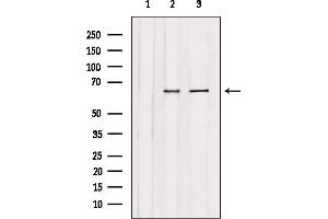 Western blot analysis of extracts from various samples, using CAF1B Antibody.