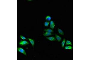 Immunofluorescent analysis of HepG2 cells using ABIN7152606 at dilution of 1:100 and Alexa Fluor 488-congugated AffiniPure Goat Anti-Rabbit IgG(H+L)
