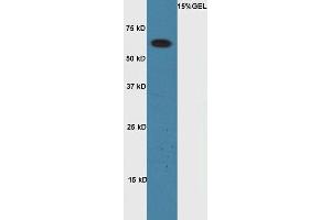 Lane 1:A549 cell lysates probed with Rabbit Anti-Cyclin A1 Polyclonal Antibody, Unconjugated (ABIN714026) at 1:300 overnight at 4 °C. (Cyclin A1 anticorps  (AA 211-310))