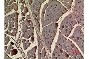 Immunohistochemistry (IHC) analysis of paraffin-embedded Rat Muscle, antibody was diluted at 1:100.
