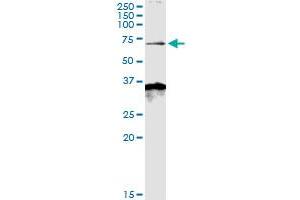 Immunoprecipitation of MKKS transfected lysate using anti-MKKS MaxPab rabbit polyclonal antibody and Protein A Magnetic Bead , and immunoblotted with MKKS purified MaxPab mouse polyclonal antibody (B01P) .