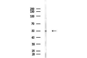 Western blot analysis of lysates from HepG2 cells(LPS, 4h treatment), using EIF2G/EIF2S3 Antibody at 1/1000 dilution.