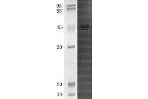 Validation with Western Blot