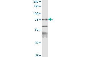 Immunoprecipitation of CAPN1 transfected lysate using anti-CAPN1 MaxPab rabbit polyclonal antibody and Protein A Magnetic Bead , and immunoblotted with CAPN1 purified MaxPab mouse polyclonal antibody (B01P) .