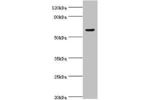 Western blot All lanes: TATA box-binding protein-associated factor RNA polymerase I subunit B antibody at 4 μg/mL + Hela whole cell lysate Secondary Goat polyclonal to rabbit IgG at 1/10000 dilution Predicted band size: 69, 61, 40 kDa Observed band size: 69 kDa (TAF1B anticorps  (AA 369-588))