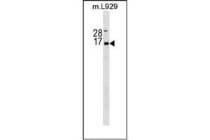 Western blot analysis of Erythropoietin / EPO Antibody (N-term) in mouse L929 cell line lysates (35ug/lane). (EPO anticorps  (N-Term))