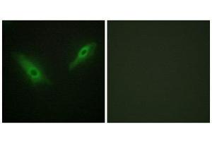 Immunofluorescence (IF) image for anti-KPB1/2 (N-Term) antibody (ABIN1849376) (KPB1/2 (N-Term) anticorps)