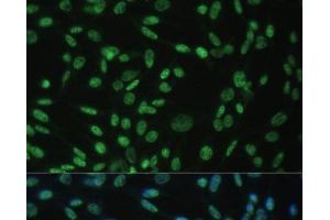Immunofluorescence analysis of NIH-3T3 cells using ALYREF Polyclonal Antibody at dilution of 1:100 (40x lens).