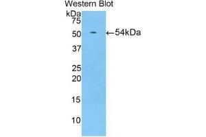 Detection of Recombinant HIF1a, Pig using Polyclonal Antibody to Hypoxia Inducible Factor 1 Alpha (HIF1a)