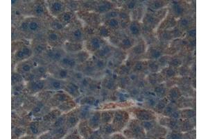 Used in DAB staining on fromalin fixed paraffin- embedded liver tissue (Kallikrein 4 anticorps  (AA 32-255))