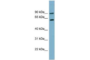 WB Suggested Anti-SLC3A1 Antibody Titration:  0. (SLC3A1 anticorps  (N-Term))