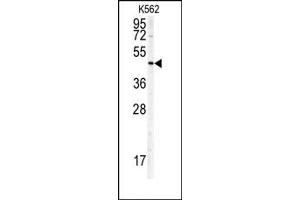 Image no. 1 for anti-Doublecortin (DCX) antibody (ABIN357927) (Doublecortin anticorps)