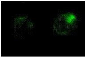 Immunofluorescence (IF) image for anti-Fas Ligand (TNF Superfamily, Member 6) (FASL) antibody (ABIN187289) (FASL anticorps)
