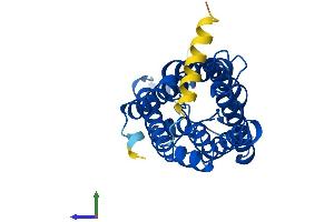 AlphaFold protein structure predicition of Human Recombinant AQP5 Protein, UniprotID P55064