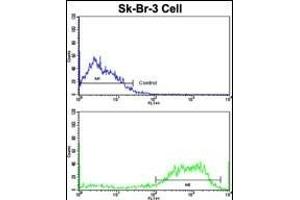Flow cytometric analysis of SK-Br-3 cells using ABI1 Antibody (N-term)(bottom histogram) compared to a negative control cell (top histogram). (ABI1 anticorps  (N-Term))